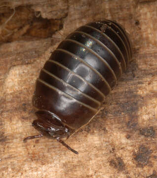 Image of Pill millipede