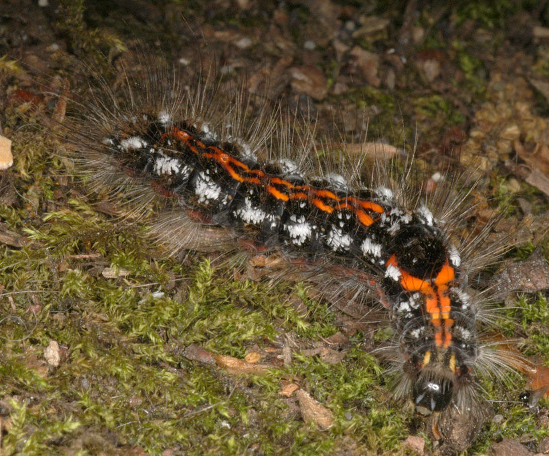 Image of yellow-tail