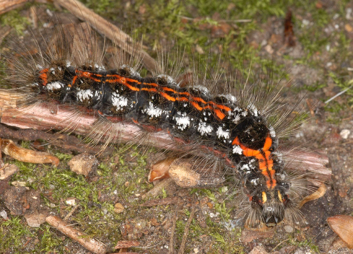 Image of yellow-tail