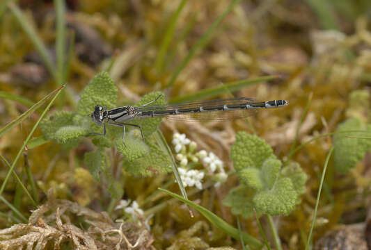 Image de Agrion Porte-Coupe