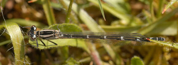 Image of Common Blue Damselfly