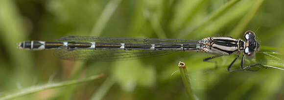 Image of Common Blue Damselfly