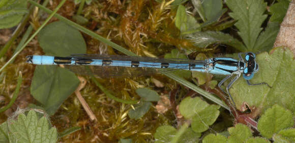 Image of Common Blue Damselfly