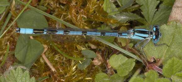 Image of Common Blue Damselfly