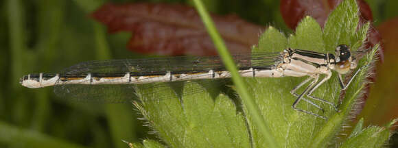 Image of Common Blue Damselfly