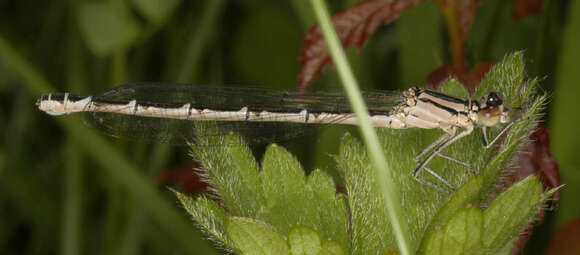 Image of Common Blue Damselfly