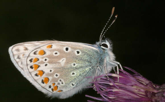 Image of common blue