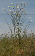 Image of Oxeye Daisy