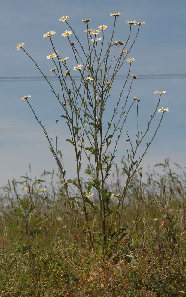 Слика од Leucanthemum vulgare Lam.