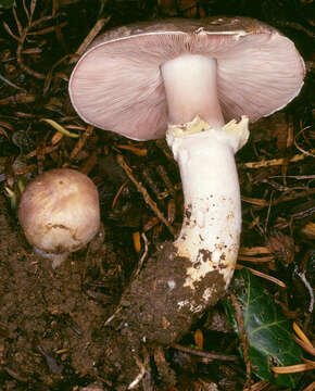 Image of Rosy Wood Mushroom