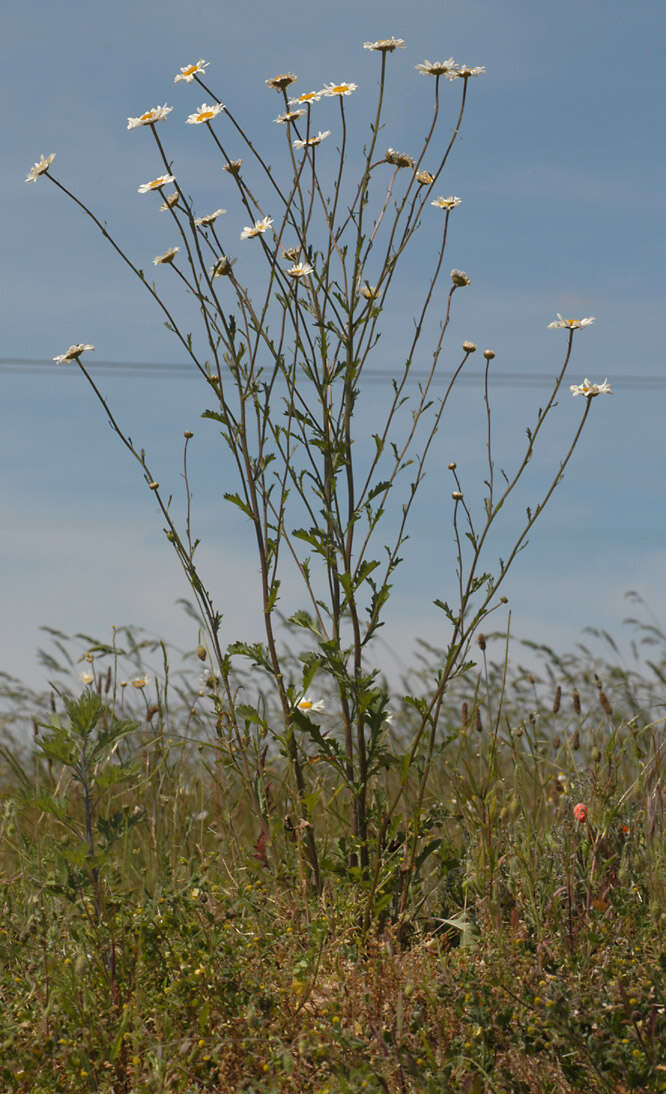 Image of Oxeye Daisy