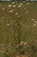 Image of Oxeye Daisy