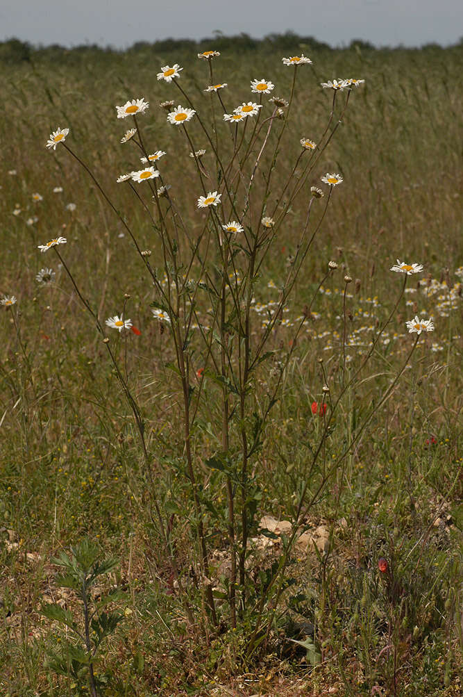 Слика од Leucanthemum vulgare Lam.