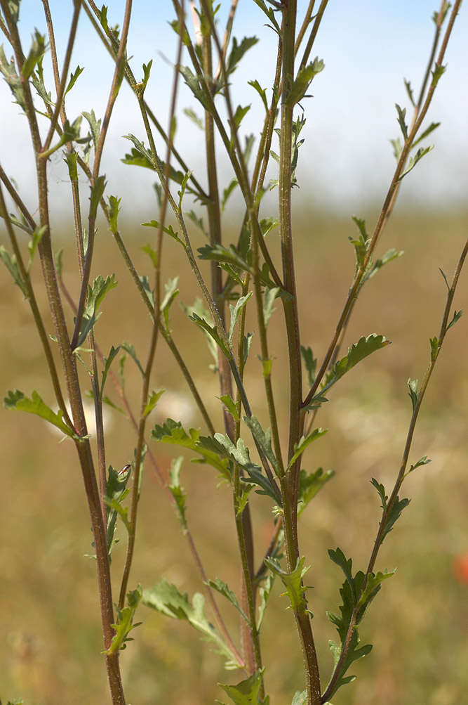 Image of Oxeye Daisy