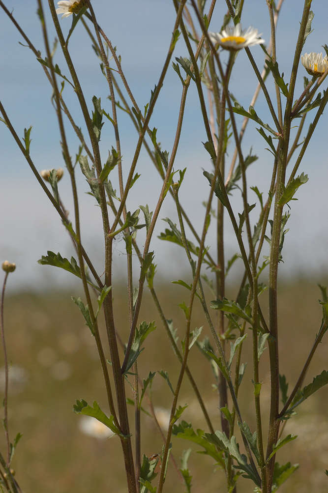 Слика од Leucanthemum vulgare Lam.