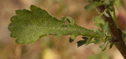 Image of Oxeye Daisy