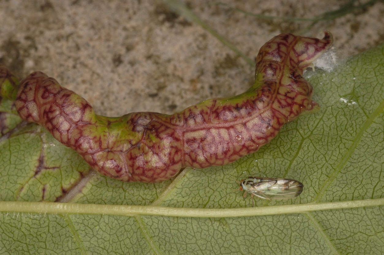 Image of Jumping plant lice