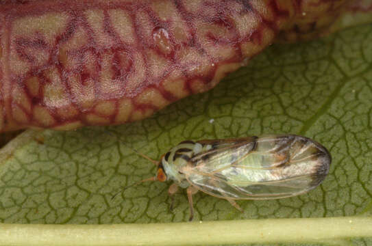 Image of Jumping plant lice