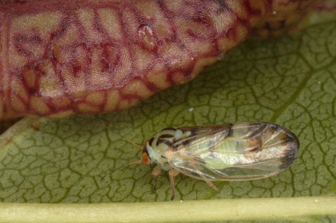 Image of Jumping plant lice