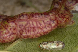 Image of Jumping plant lice