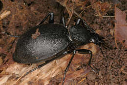 Image of Cychrus caraboides (Linnaeus 1758)