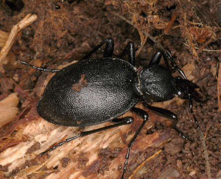 Image of Cychrus caraboides (Linnaeus 1758)