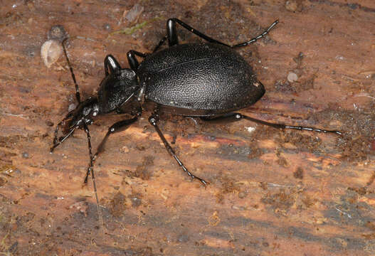 Image of Cychrus caraboides (Linnaeus 1758)