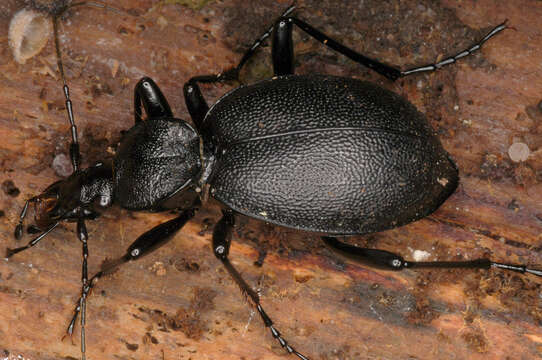 Image of Cychrus caraboides (Linnaeus 1758)