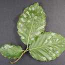 Image of Aceria nervisequa