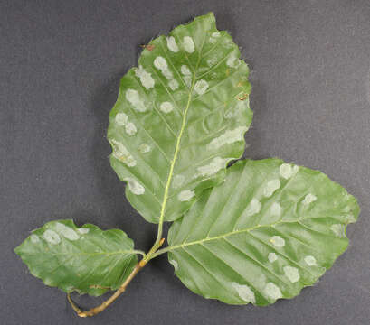 Image of Aceria nervisequa