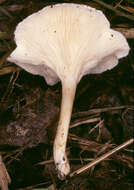 Image of Hygrophoropsis fuscosquamula P. D. Orton 1960