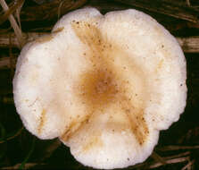 Image of Hygrophoropsis fuscosquamula P. D. Orton 1960