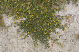 Image of black medick