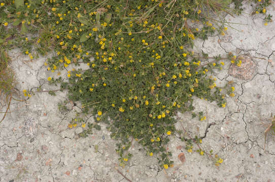 Image of black medick