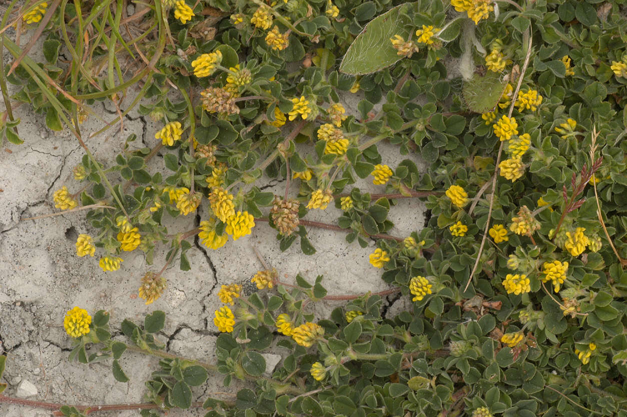 Image of black medick