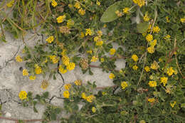 Image of black medick