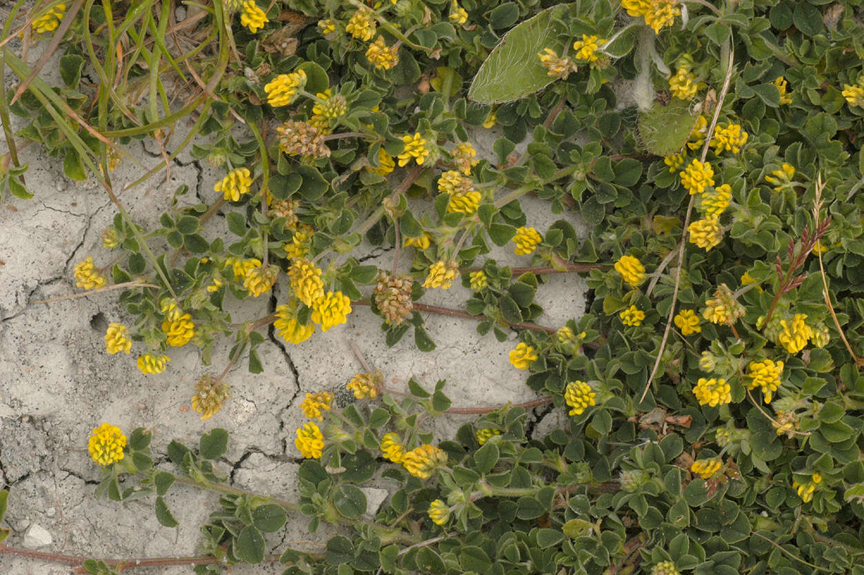 Image of black medick