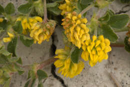 Image of black medick