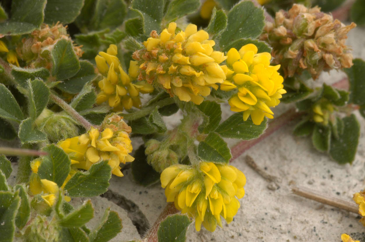 Image of black medick