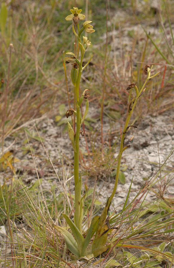 Image of Early spider orchid