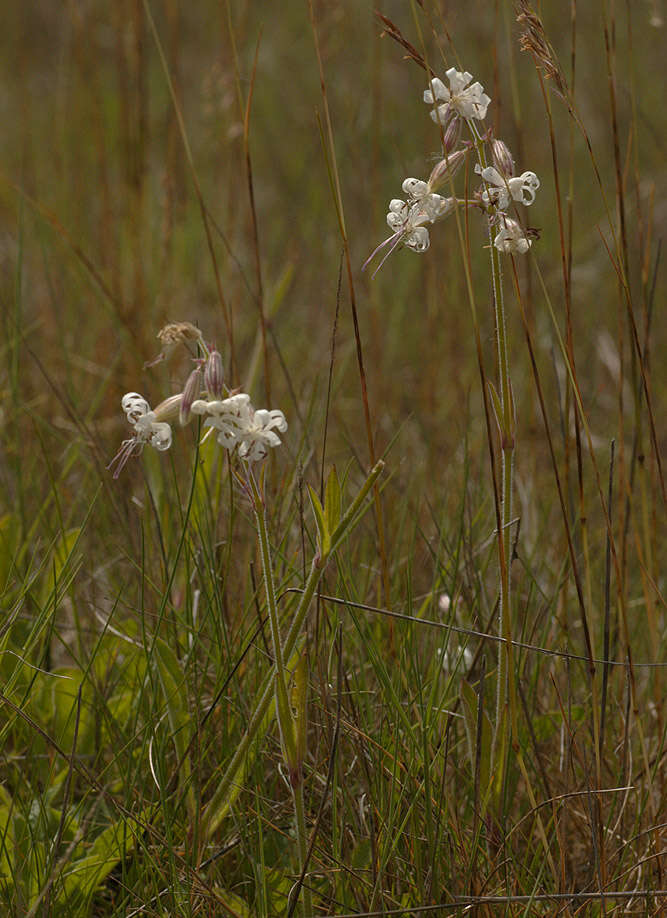 Imagem de Silene nutans L.