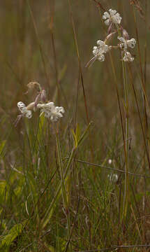 Imagem de Silene nutans L.