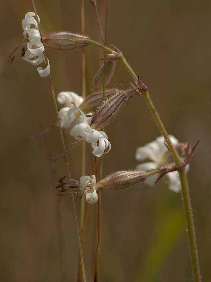 Imagem de Silene nutans L.