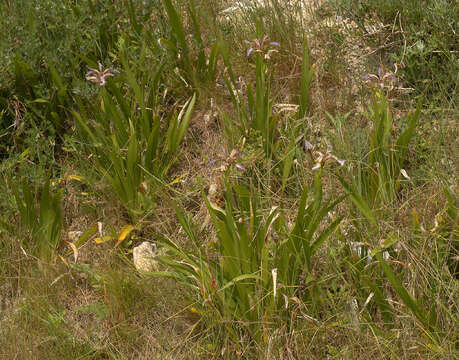 Image of stinking iris