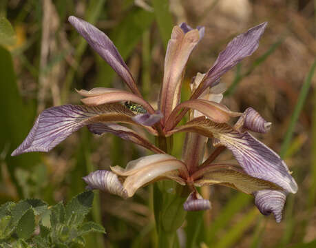 Image of stinking iris