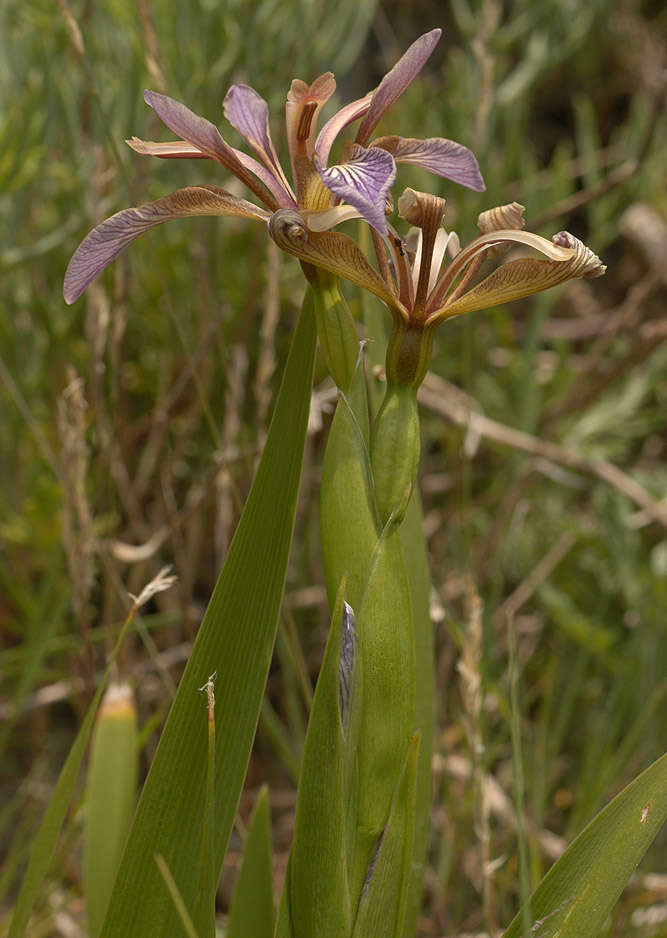 Image of stinking iris