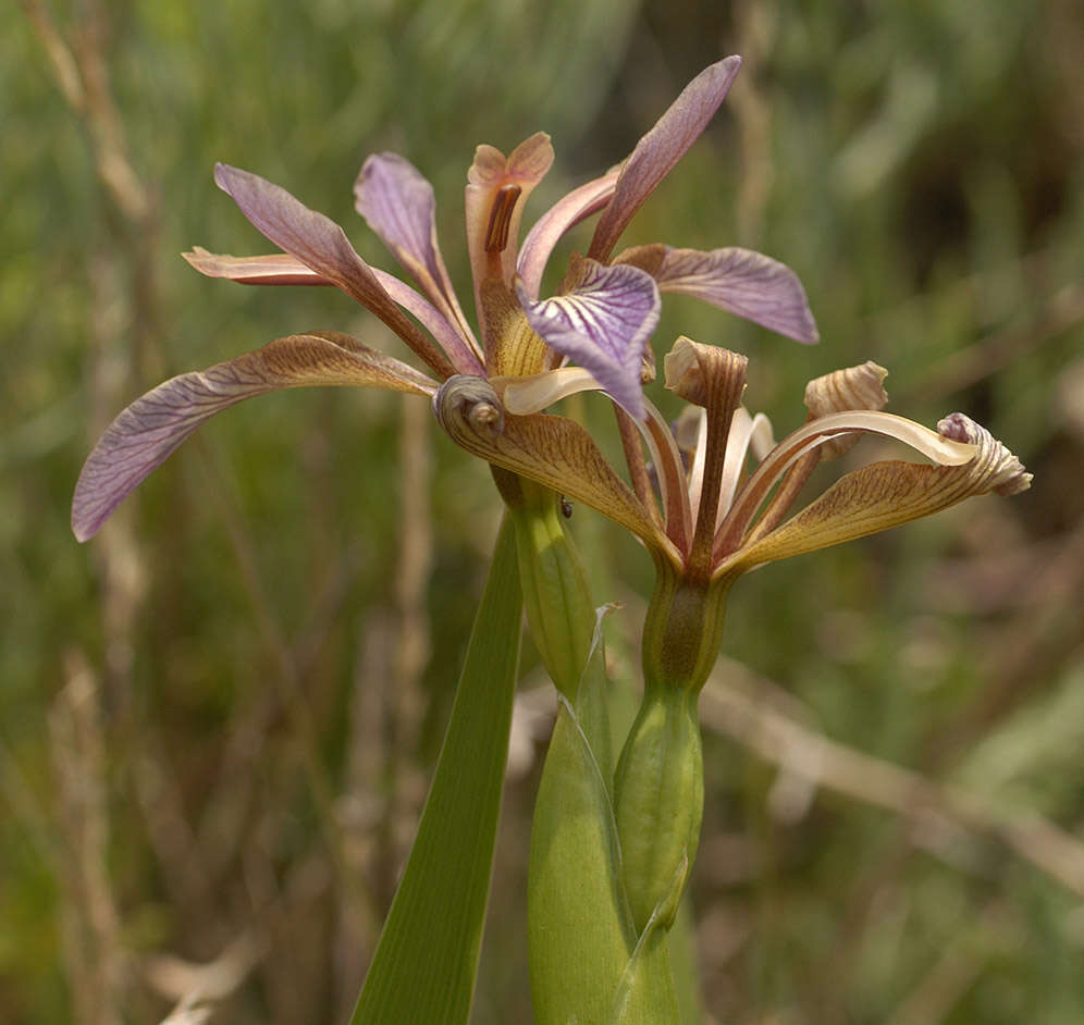 Image of stinking iris