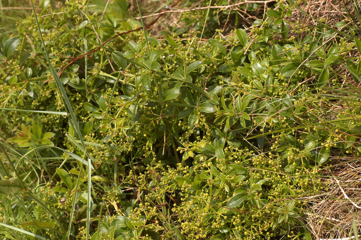 Image of Rubia peregrina L.