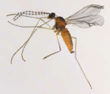 Image of Dasineura sisymbrii (Schrank 1803)