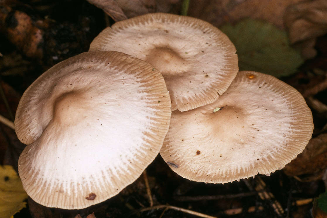 Image of Marasmius wynneae Berk. & Broome 1859